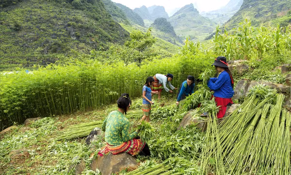 Cây lanh trở thành đòn bẩy kinh tế và du lịch ở Đồng Văn