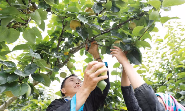 Rộn ràng Ngày hội hái Lê vùng cao Lai Châu