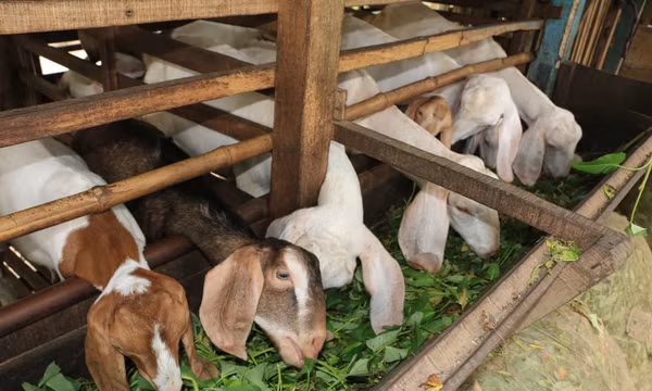 Tiềm năng nghề nuôi dê thịt, dê sữa ở những vùng đất khó