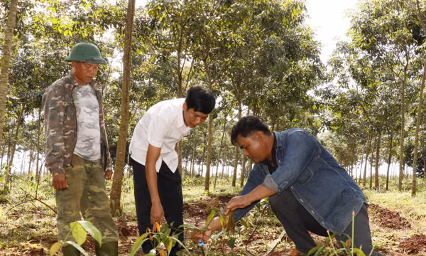 Thu tiền triệu mỗi ngày từ rau rừng