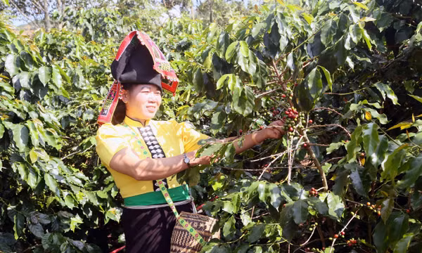 Xây dựng thương hiệu “Cà phê Muổi Nọi - Arabica Sơn La”, đa dạng sinh kế cho người dân