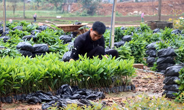 Tuyên Quang trồng rừng vượt kế hoạch năm 2025