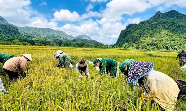 Mùa vàng thắm tình quân dân