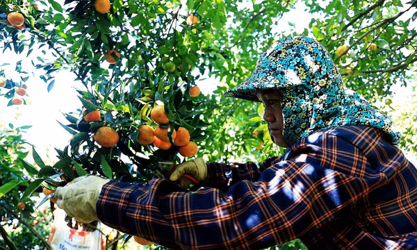 Xây dựng thương hiệu từ vùng quýt cổ Phú Thọ