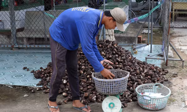 Cây khoai môn thúc đẩy phát triển kinh tế nông hộ
