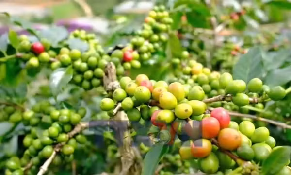 Lâm Đồng nâng tầm giá trị cho hạt cà phê xuất khẩu