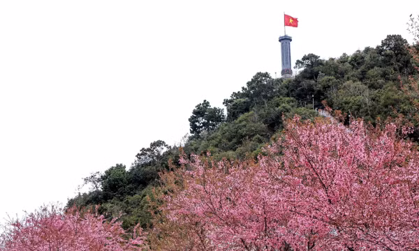 Hoa mai anh đào bung nở nơi địa đầu Tổ quốc 