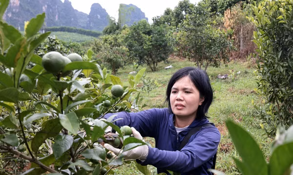 Chất lượng vườn cây tái canh ổn định hơn nhờ giải pháp kỹ thuật