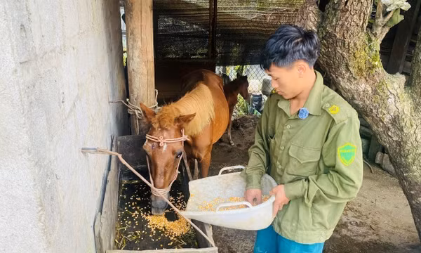 Hạn chế thấp nhất thiệt hại do rét đậm, rét hại gây ra với cây trồng, vật nuôi