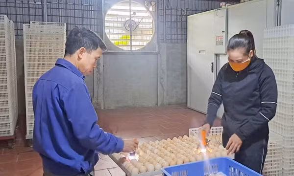 'Tỷ phú nông dân' trong phong trào đổi mới sáng tạo