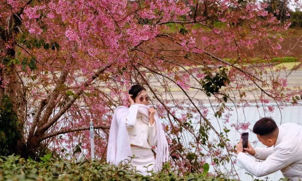 Mai anh đào Đà Lạt vào mùa đẹp nhất