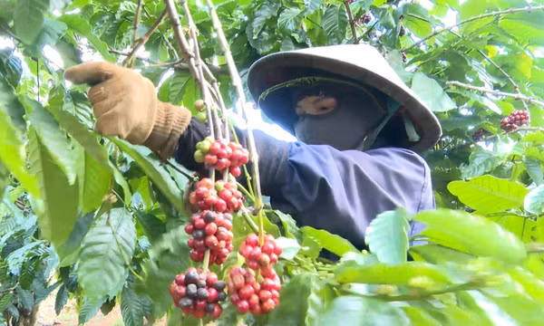 Giá cà phê giảm chậm, thu nhập nông dân vẫn đảm bảo