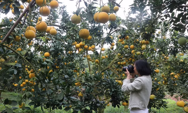 Mùa quả chín 'đánh thức' du lịch nông nghiệp