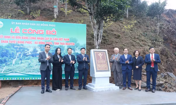 Thái Nguyên: 12 cây chè shan tuyết được công nhận là Cây Di sản Việt Nam