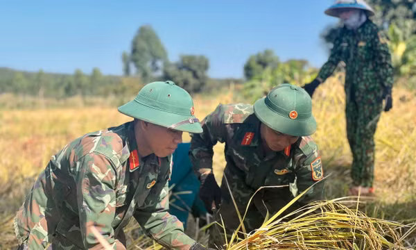 Bộ đội Gia Lai xuống đồng hỗ trợ người dân vùng biên giới thu hoạch lúa
