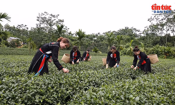 Vô Tranh phát triển kinh tế từ lợi thế cây chè, văn hóa và du lịch cộng đồng