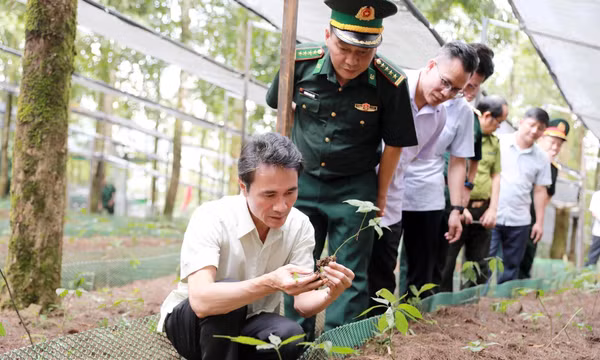 Bàn cơ chế, giải pháp phát triển sâm Lai Châu tại các xã biên giới