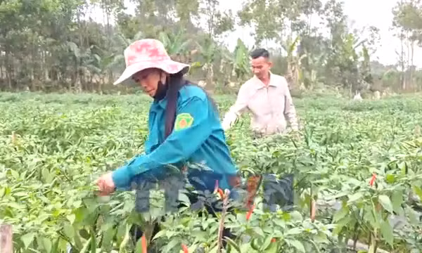 Nâng giá trị nông sản từ đổi mới tư duy sản xuất