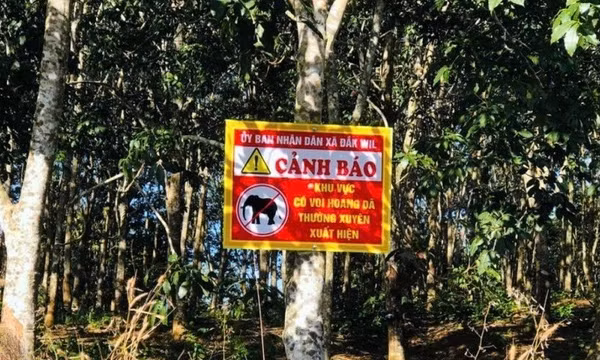 Khuyến cáo người dân cẩn trọng, tránh xa khu vực xuất hiện voi hoang dã