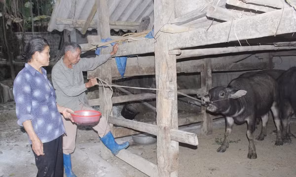 Thái Nguyên cơ bản khống chế được dịch bệnh lở mồm long móng