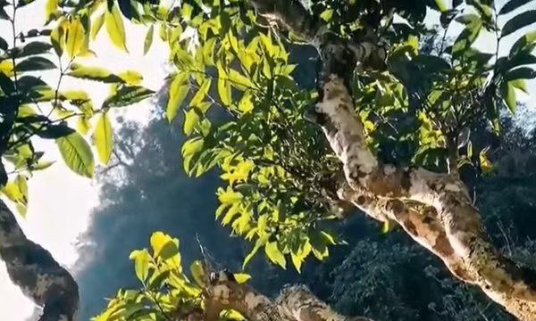 Tạo sức bật cho thương hiệu chè Tủa Chùa, Điện Biên