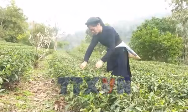 Phát triển hợp tác xã theo hướng liên kết sản xuất, tiêu thụ