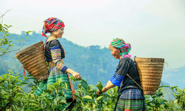 Chè Suối Giàng - từ di sản vùng cao đến thương hiệu Việt