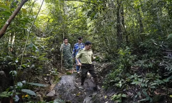 Tuyên Quang có gần 50% số xã nguy cơ cháy rừng cấp cực kỳ nguy hiểm