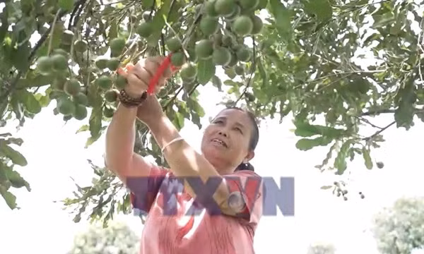 Thận trọng phát triển cây mắc ca ở Lào Cai