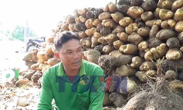 Nông dân U Minh Thượng trúng mùa khoai mỡ