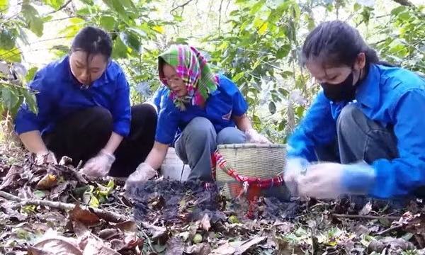 Hỗ trợ người dân 'cứu' nông sản thiệt hại do mưa đá ở Sơn La