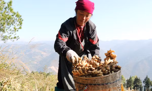 Ổn định sinh kế trên nương đá vùng cực Bắc