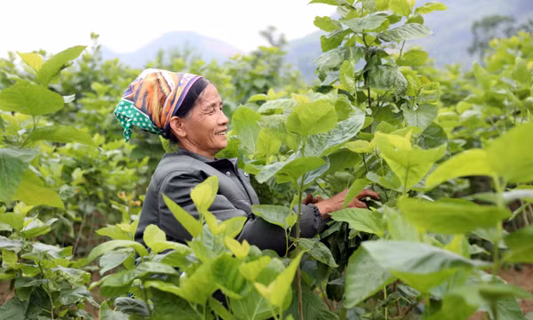 Mở hướng làm giàu trên đất bãi ven sông Lô