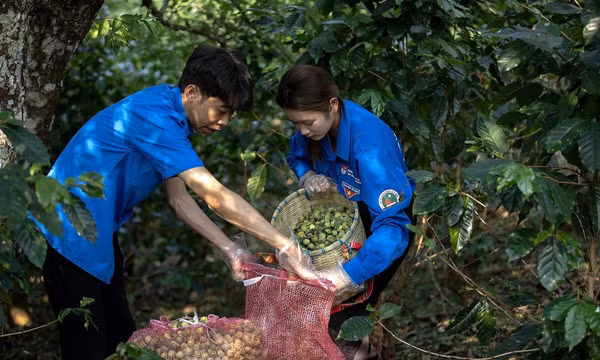 'Cứu' hàng trăm tấn mơ, mận Sơn La bị thiệt hại do mưa đá