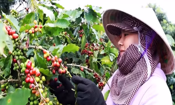 Chuỗi hoạt động kỷ niệm 100 năm cà phê Khe Sanh
