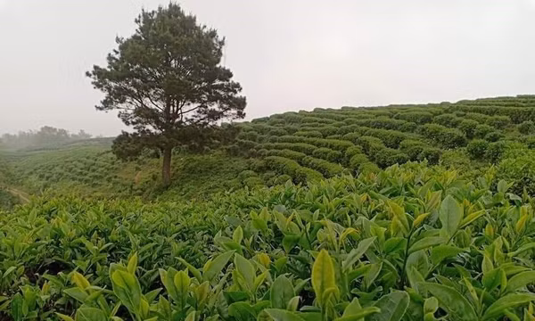 Cao Bằng quy hoạch lại vùng sản xuất thích ứng biến đổi khí hậu