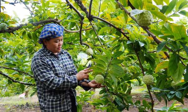 Nâng tầm thương hiệu trái na La Hiên trên thị trường nông sản