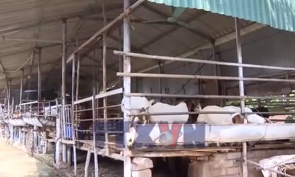 Phát triển kinh tế từ mô hình chăn nuôi tuần hoàn