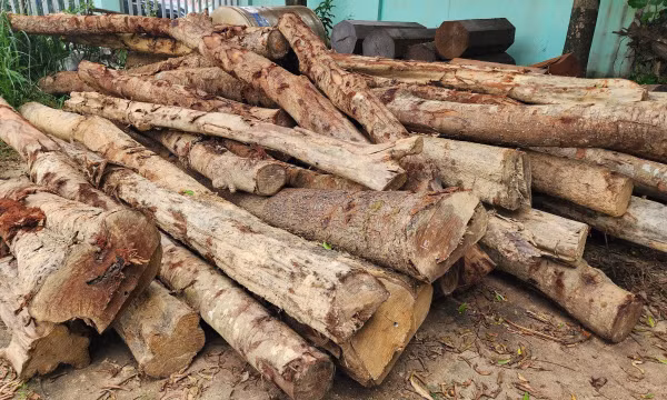 Đắk Lắk phát hiện vụ phá rừng, dọn đất trồng cà phê trái phép