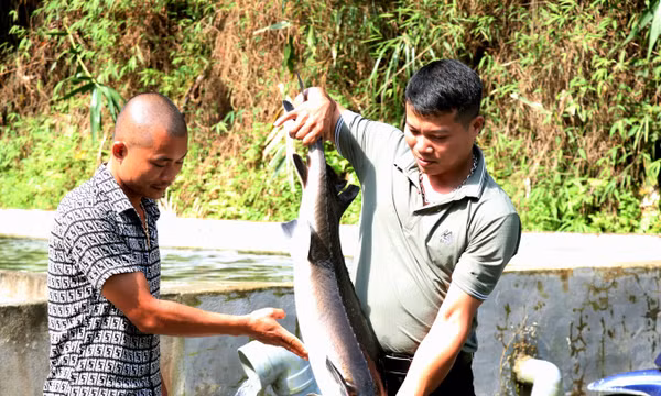 Nâng cao thu nhập từ nuôi cá tầm