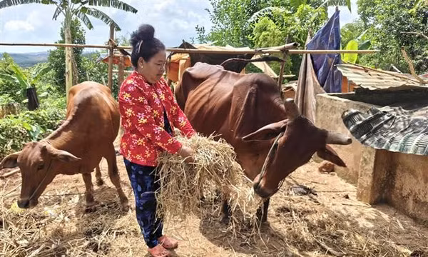 'Bệ đỡ' giúp đồng bào dân tộc thiểu số thoát nghèo