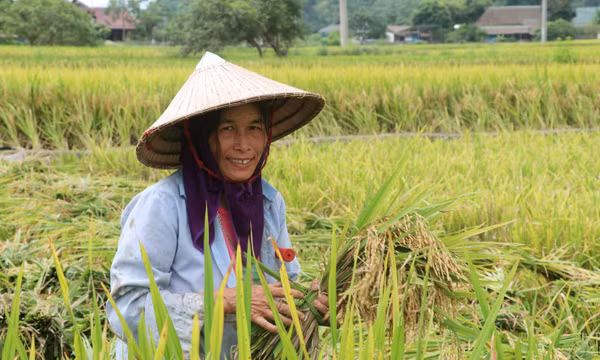 Nhộn nhịp mùa gặt ở vùng biên Tuyên Quang