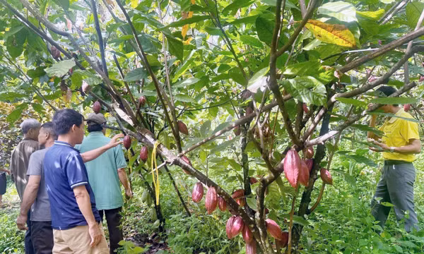 Nâng tầm giá trị ca cao Việt Nam - Bài 2: Hình thành chuỗi ngành hàng giá trị cao