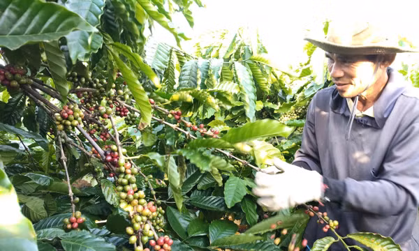 Tây Nguyên mở rộng mô hình canh tác cà phê thông minh