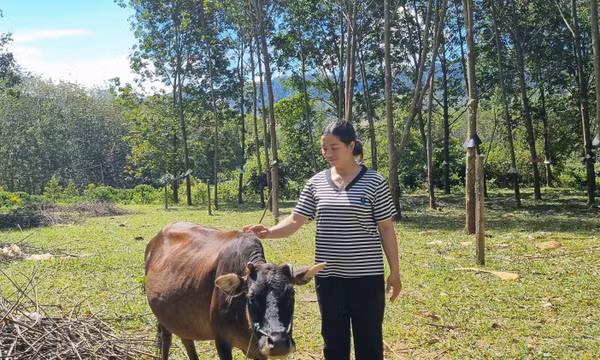 Quảng Ngãi sinh kế mới cho đồng bào vùng biên giới