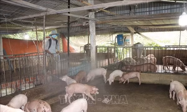 Cần Thơ khuyến cáo người dân thực hiện nghiêm an toàn sinh học trong chăn nuôi