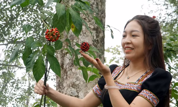 Tìm đầu ra, nâng giá trị 'quốc bảo' sâm Ngọc Linh