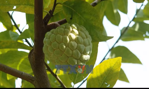 Mùa Na vùng núi đá Lạng Sơn
