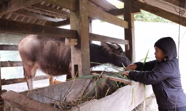 Vùng cao Tuyên Quang phòng chống rét, bảo vệ đàn vật nuôi