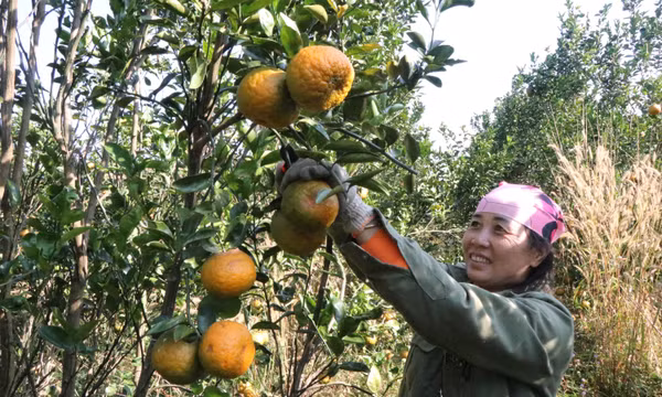 Nhà vườn Đắk Lắk vào giai đoạn 'nước rút' cung ứng vụ Tết